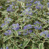 Caryopteris cland. 'White Surprise' - Buntlaubige Bartblume