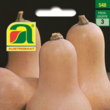 Kürbis Avalon Butternuß: Bild 1/2