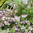 Deutzia 'Yuki Cherry Blossom': Bild 4/5