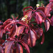 Euonymus grandiflorus: Bild 2/5