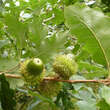 Quercus libani: Bild 2/3