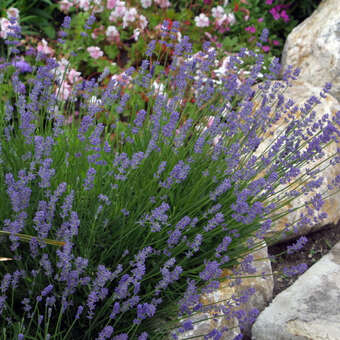 Lavandula angustifolia 'Dwarf Blue'