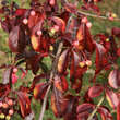 Euonymus grandiflorus: Bild 4/4