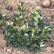 Prunus laurocerasus 'Compacta': Bild 5/6