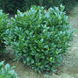 Prunus laurocerasus 'Compacta': Bild 6/6