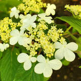 Viburnum plicatum 'Kilimandjaro' - Pyramiden-Schneeball