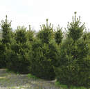 Picea abies 'Will's Zwerg' - Zwergfichte