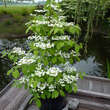 Viburnum plicatum 'Kilimandjaro': Bild 5/5