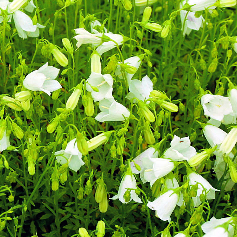 ZwergGlockenblume Campanula cochleariifolia 'Bavaria White' weiß