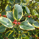 Ilex aquifolium 'Golden van Tol' - Stechpalme