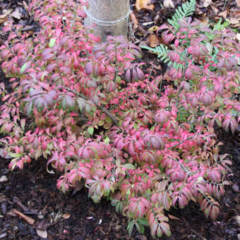 Euonymus alatus 'Little Moses'