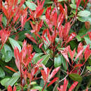 Photinia fraseri 'Little Red Robin' - Glanzmispel