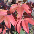 Sorbus sargentiana - Sargent's Eberesche