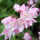 Deutzia 'Yuki Cherry Blossom' - Rosa Zwergdeutzie