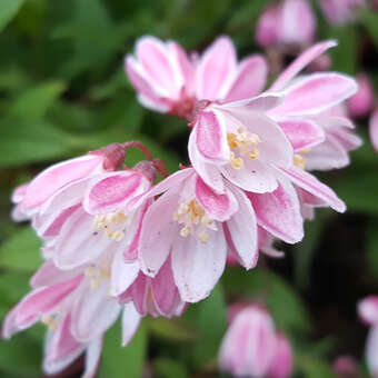 Deutzia 'Yuki Cherry Blossom'
