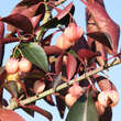 Euonymus grandiflorus: Bild 1/4