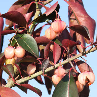 Euonymus grandiflorus