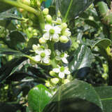 Ilex aquifolium 'J.C. van Tol' - Stechpalme