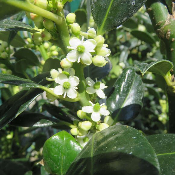 Ilex aquifolium 'J.C. van Tol': Bild 1/2 Ilex aquifolium 'J.C. van Tol': Bild 1/2