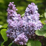 Syringa vulgaris 'Carpe Diem' - Edelflieder - gefülltblühend