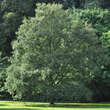 Quercus libani: Bild 1/3
