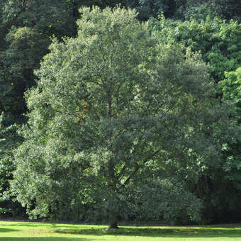 Quercus libani