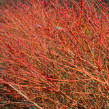 Cornus sanguinea 'Midwinter Fire' - Feuer-Hartriegel