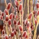 Salix gracilistyla 'Mount Aso' - Rosa Kätzchenweide