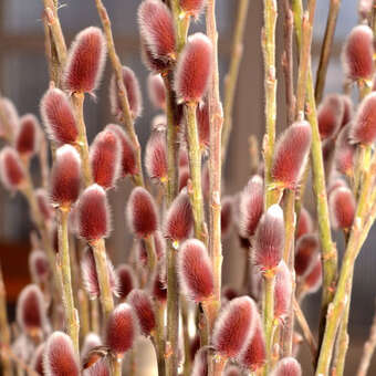 Salix gracilistyla 'Mount Aso'