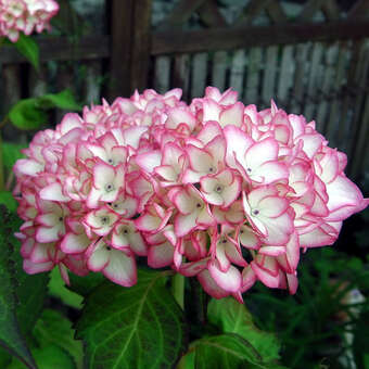 Hydrangea macrophylla 'Mirai'