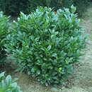 Prunus laurocerasus 'Compacta' - Kirschlorbeer