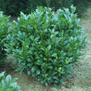 Prunus laurocerasus 'Compacta' - Kirschlorbeer