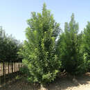 Sophora japonica 'Columnaris' - Säulen-Schnurbaum