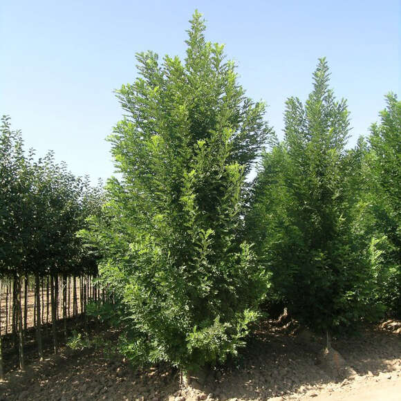 Sophora japonica 'Columnaris': Bild 1/2 Sophora japonica 'Columnaris': Bild 1/2