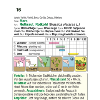 Rotkraut "Mars": Bild 3/3 Rotkraut "Mars": Bild 3/3