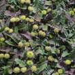 Leptinella dioica: Bild 2/5