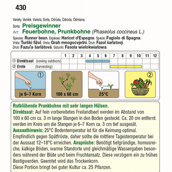Feuerbohne "Preisgewinner (Prijswinner)": Bild 4/5 Feuerbohne "Preisgewinner (Prijswinner)": Bild 4/5