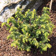 Taxus media 'Nidiformis': Bild 1/1