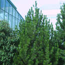Pinus heldreichii - Schlangenhautkiefer