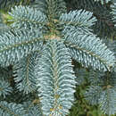 Abies procera 'Glauca' - Blaue Edeltanne