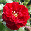 Rose 'Rote The Fairy': Bild 3/3