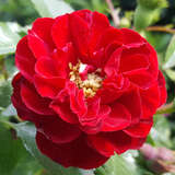 Rose 'Rote The Fairy' - Bodendeckerrose, rot