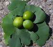 Ginkgo biloba 'King of Dongting': Bild 1/1