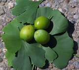 Ginkgo biloba 'King of Dongting' - Ginkgo, Fächerblattbaum