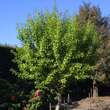 Ginkgo biloba 'Globus': Bild 1/2