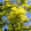 Metasequoia glypt. 'Goldrush': Bild 1/5