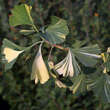 Ginkgo biloba 'Variegata': Bild 1/2