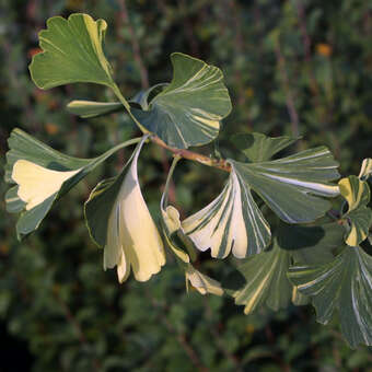 Ginkgo biloba 'Variegata'