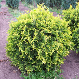 Thuja occidentalis 'Golden Globe'