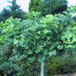 Ginkgo biloba 'Mariken': Bild 2/6
